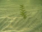 Potomogeton perfoliatus (kaelus-penikeel) kasvab kuni 2 m pikkuseks. Kaelus-penikeel on levinud Väinameres, Riia lahes ja mitmel pool Soome lahes, kus põhjasetteiks on liiv. Foto: T. Möller
